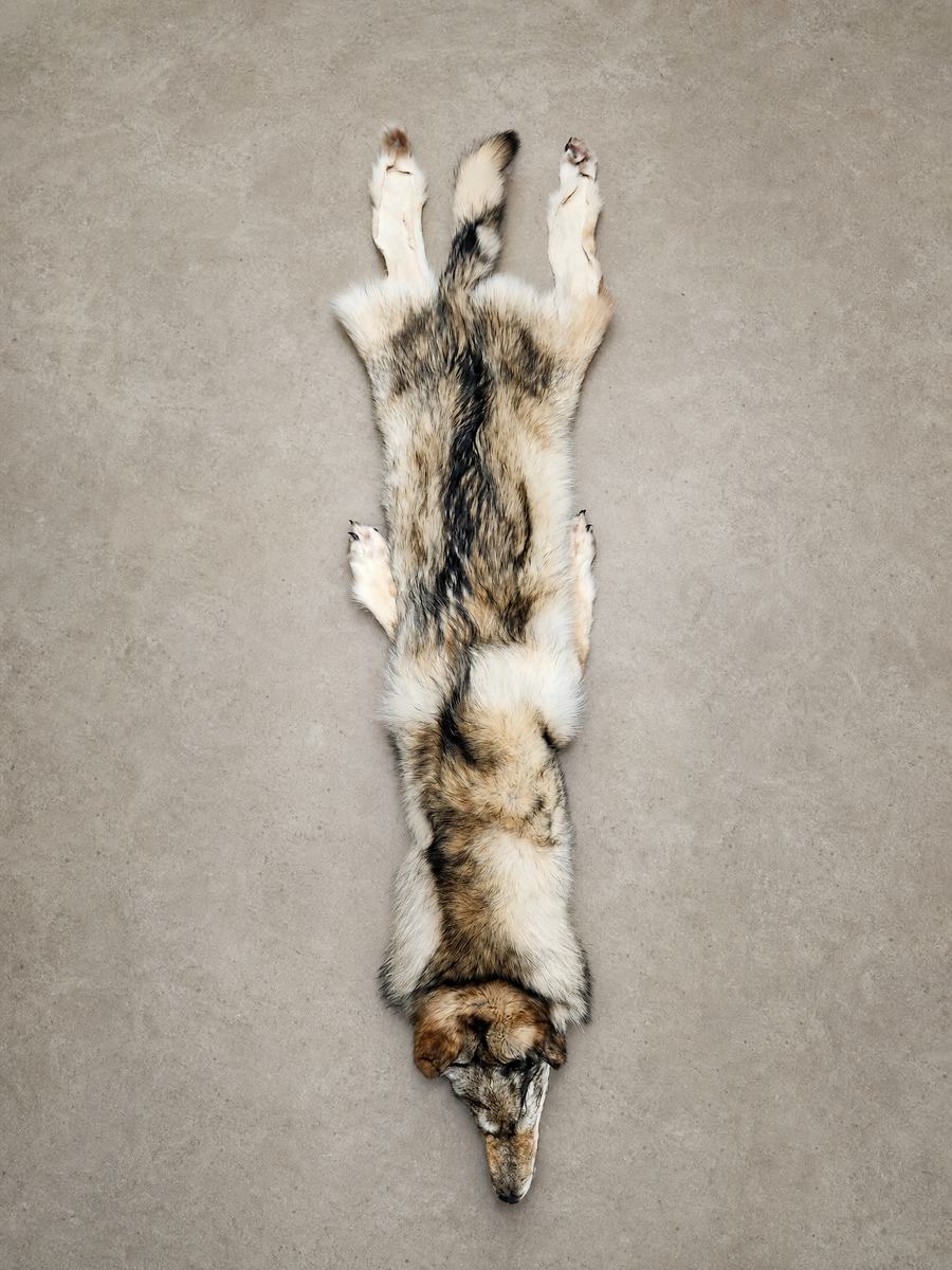 TIMBER WOLF PELT (XL)- A