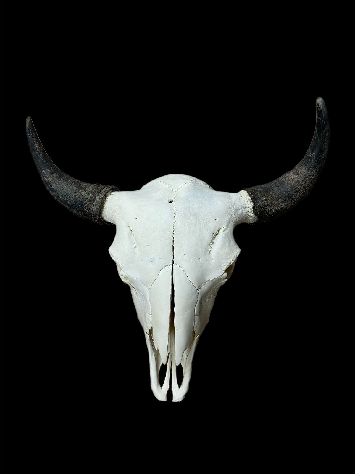 European Bison Mount