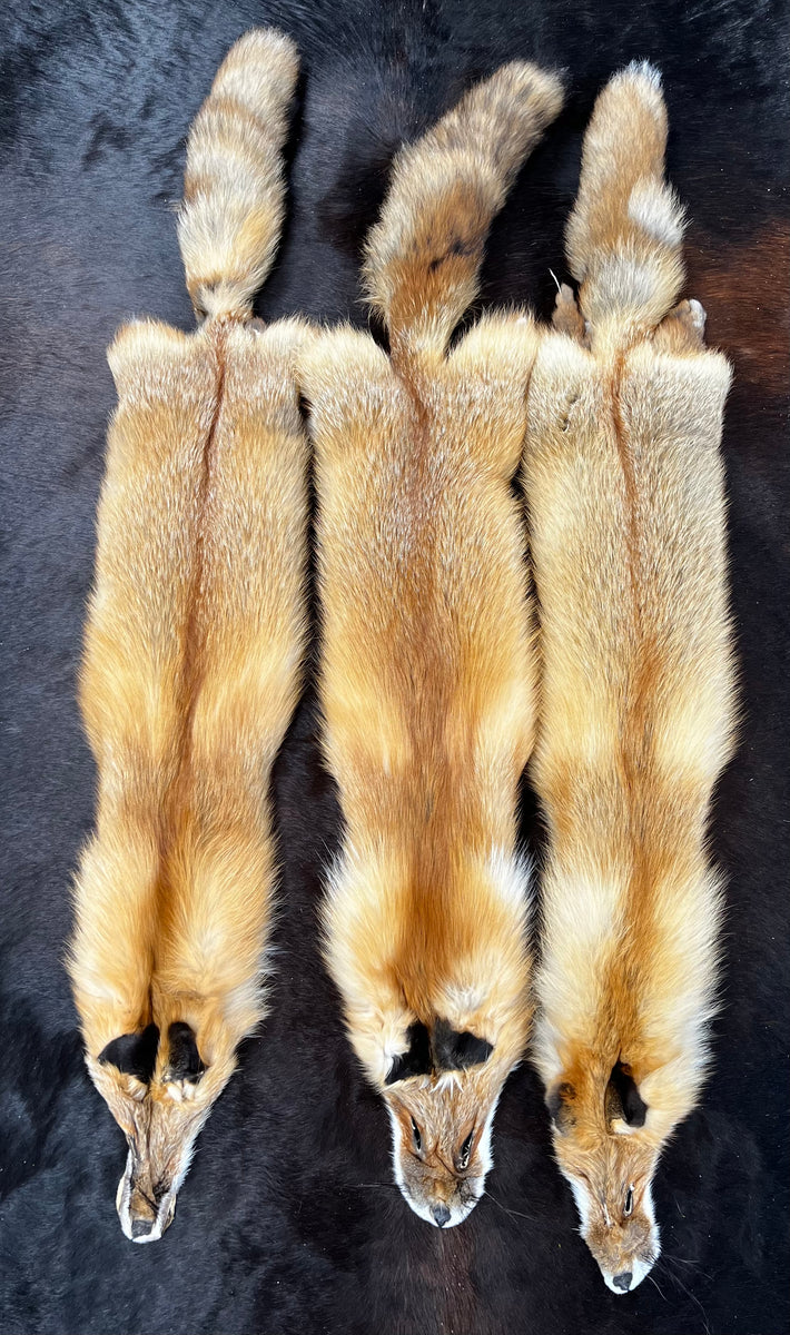 Red Fox pelt  BILODEAU Canada