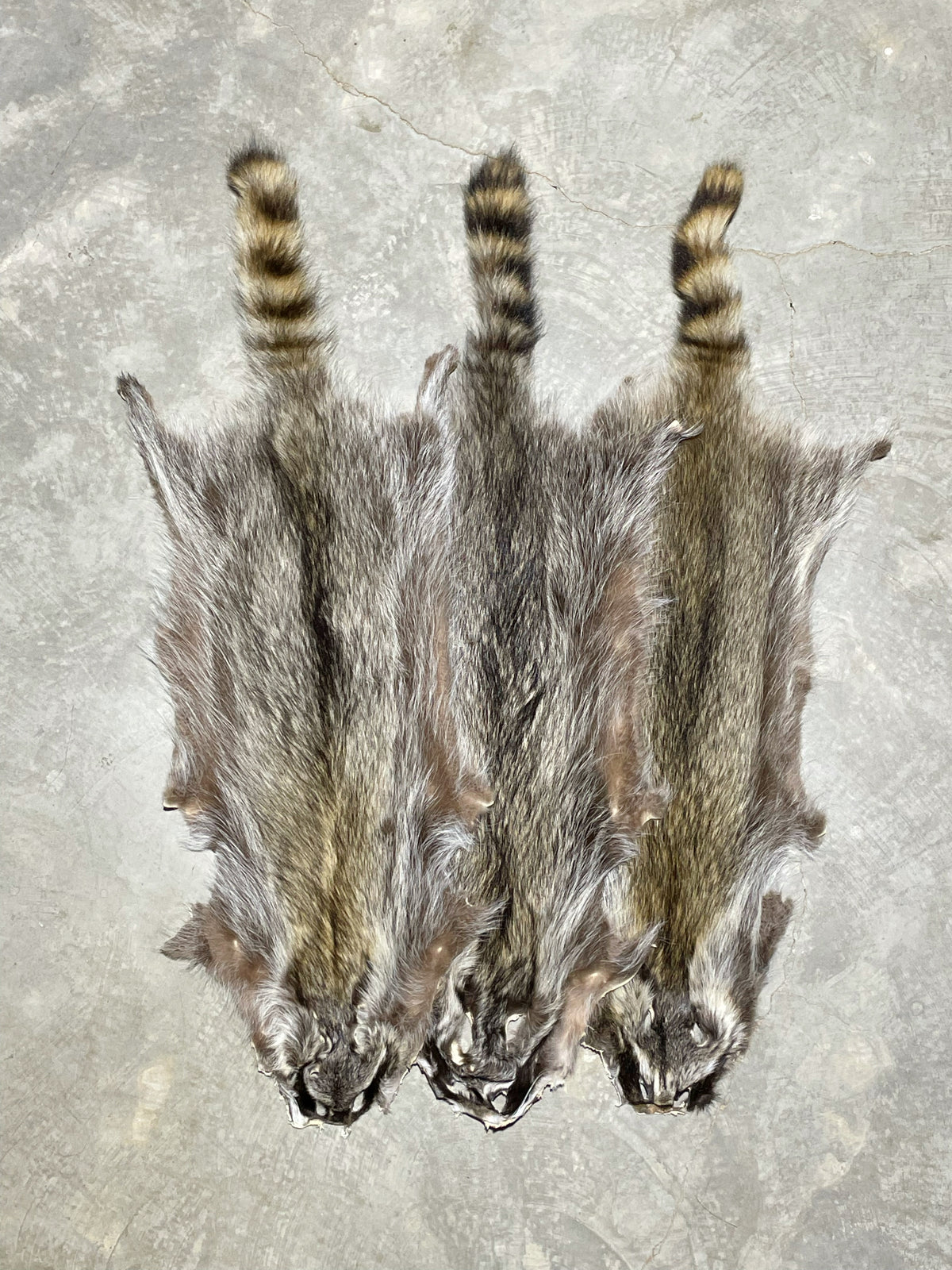 RACCOON PELTS