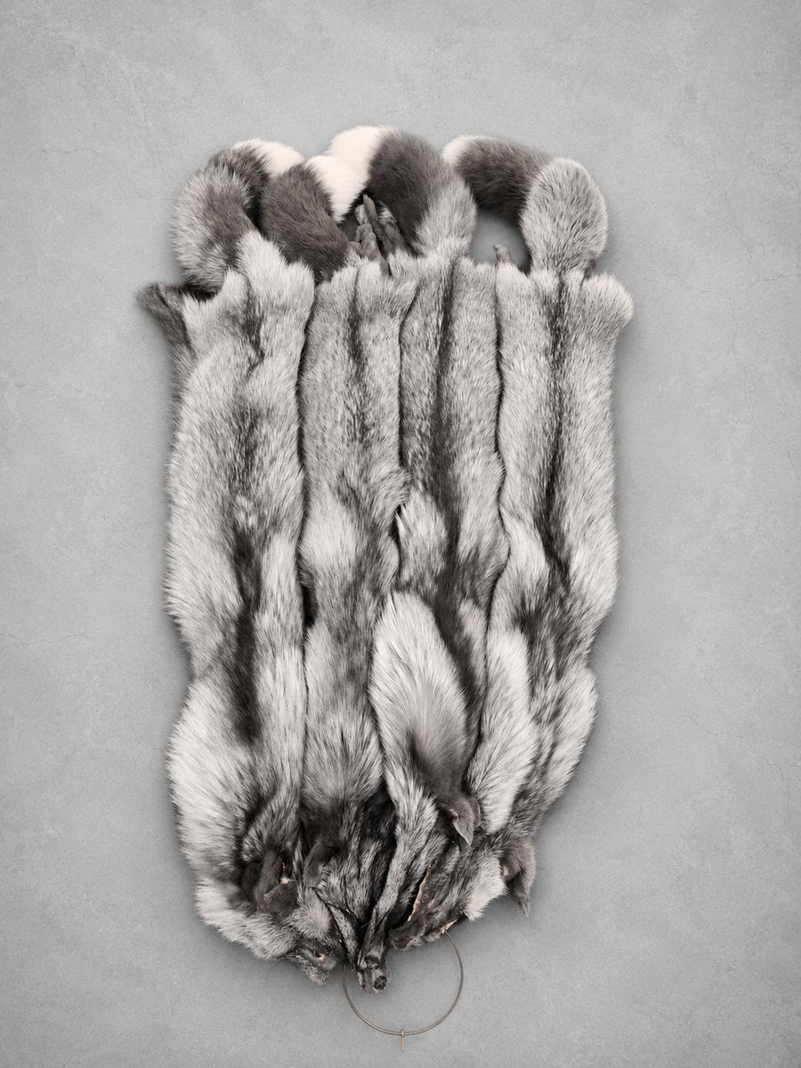 PEARL FOX PELTS (RANCH)