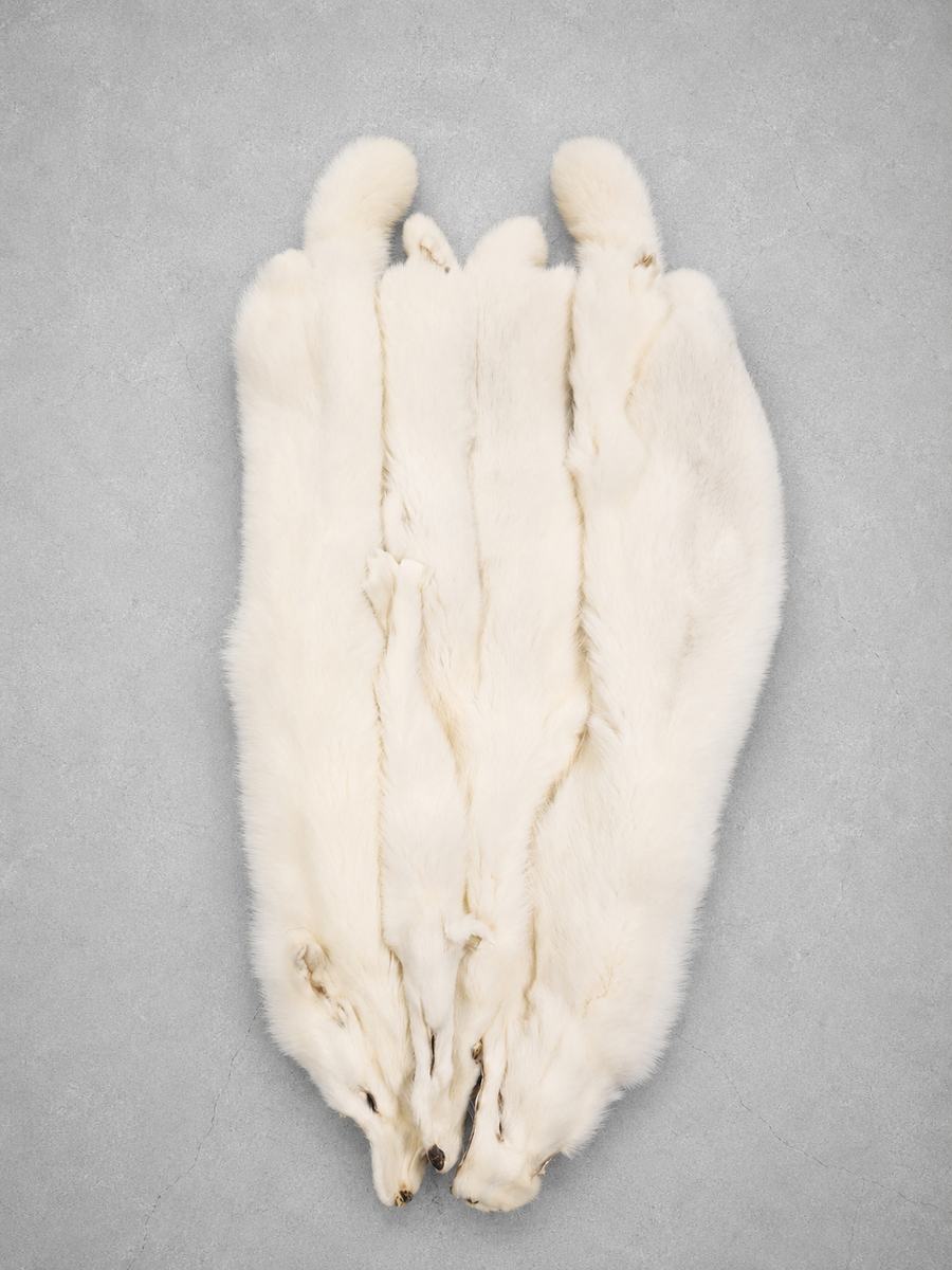 ARCTIC RANCH FOX