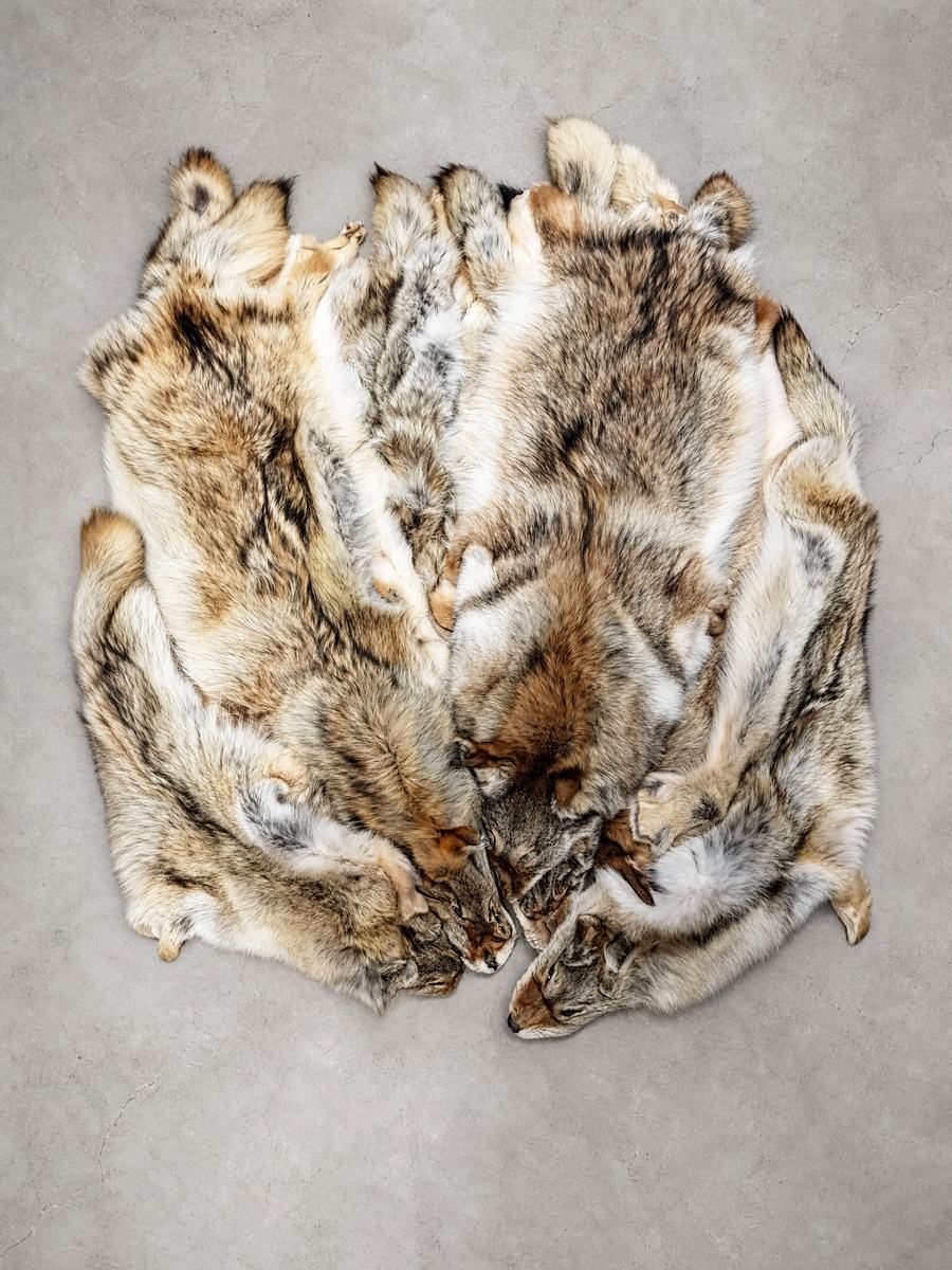 COYOTE PELTS
