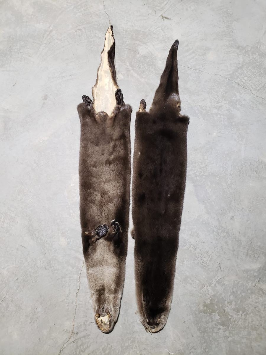 RIVER OTTER PELTS