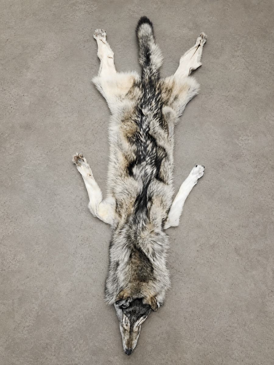 TIMBER WOLF PELT (XL)- A