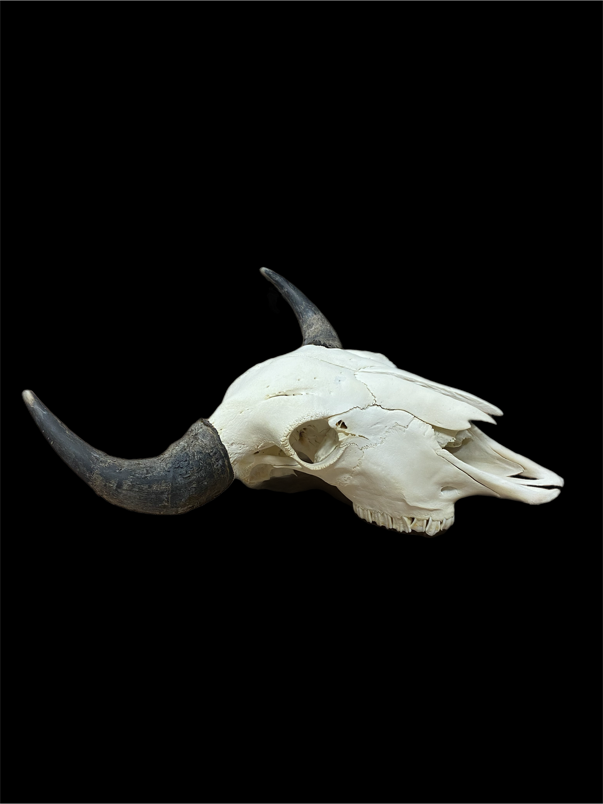 European Bison Mount
