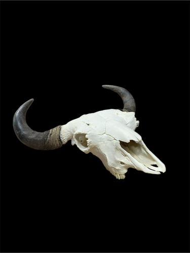 European Bison Mount