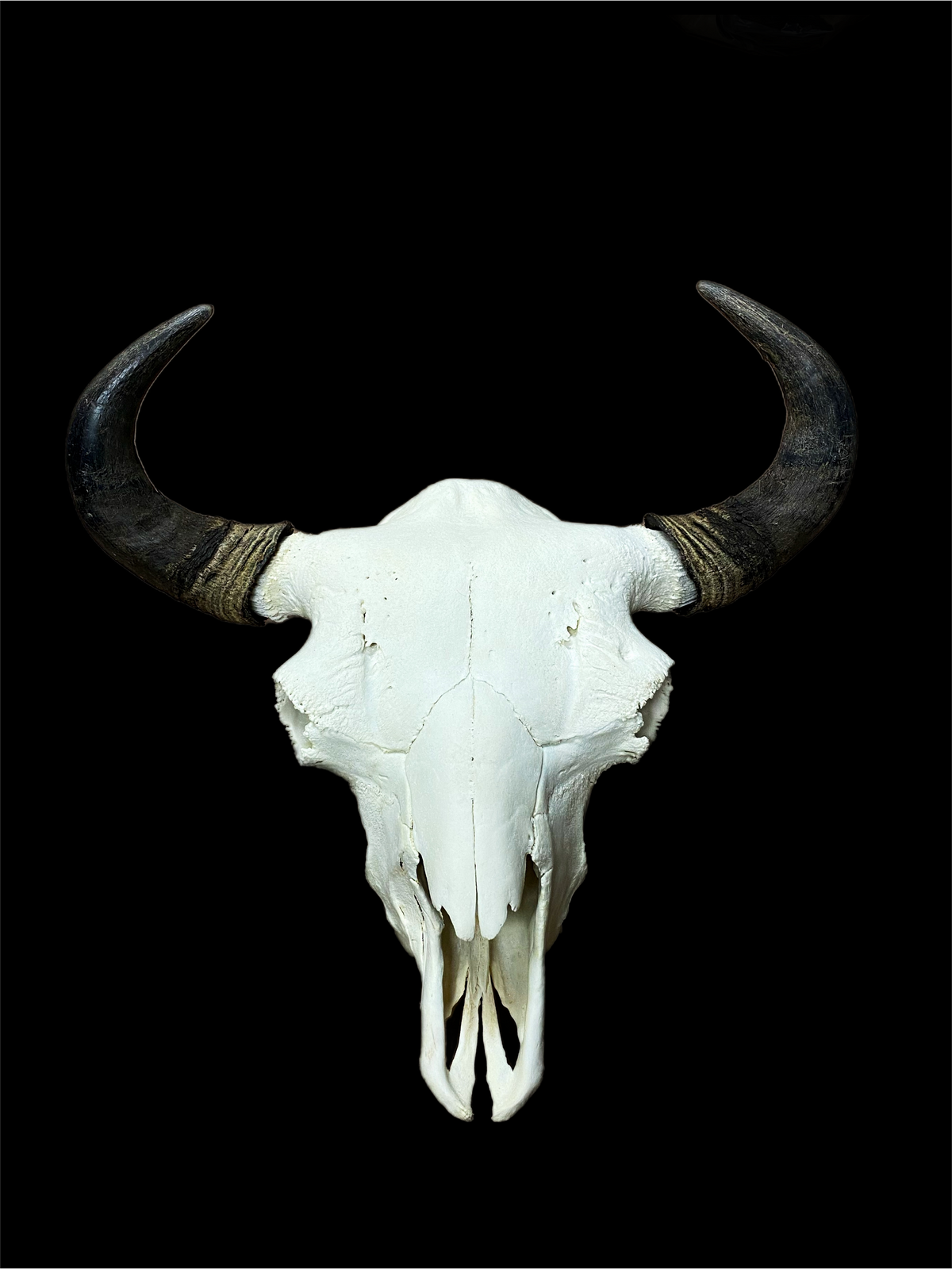European Bison Mount