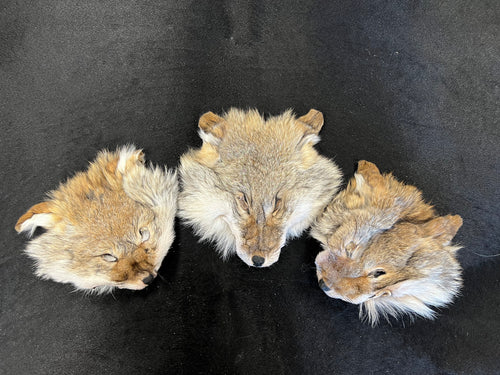 COYOTE HEADS