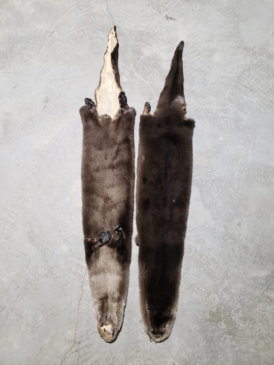 RIVER OTTER PELTS