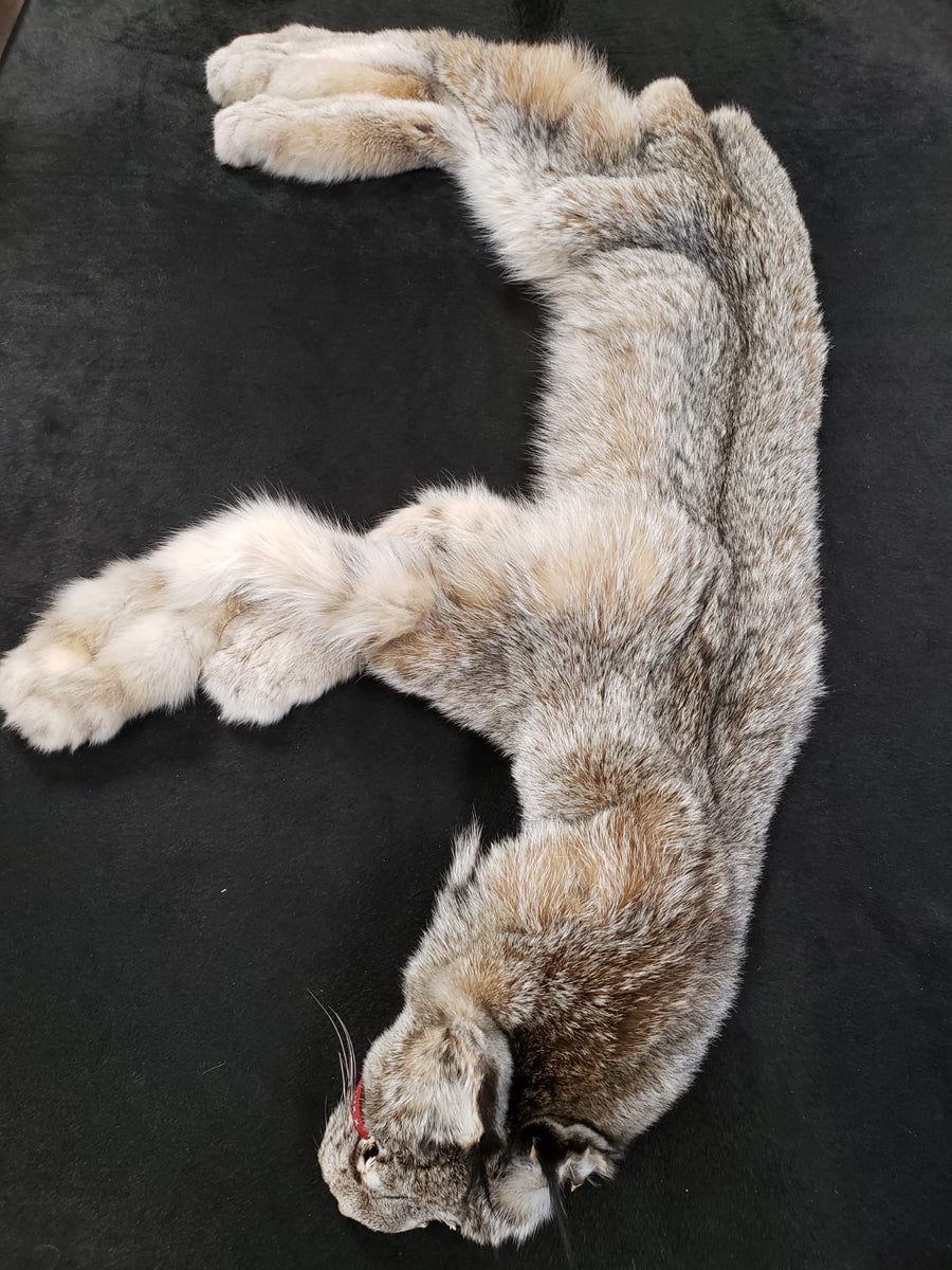 LYNX PELT