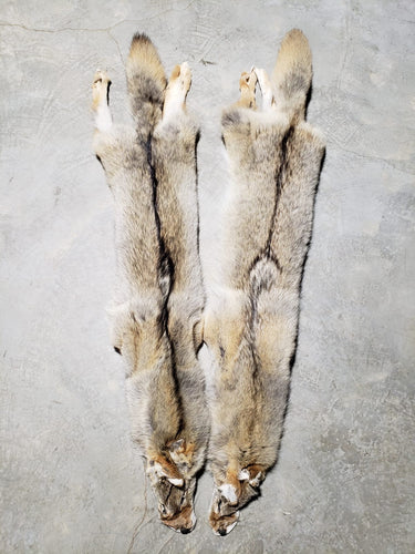 COYOTE PELTS