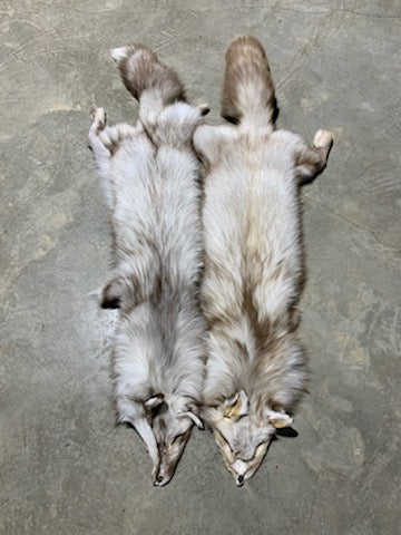 SNOW GLOW FOX PELTS (RANCH)