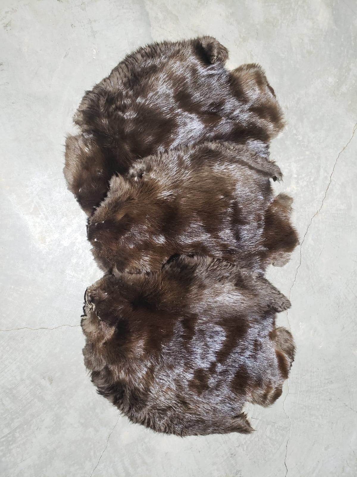 BEAVER FUR PELTS (SM)